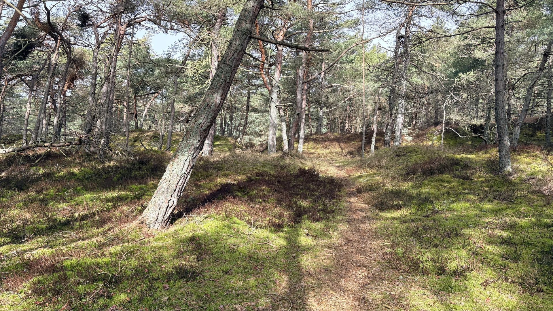 Dueodde Skov 1